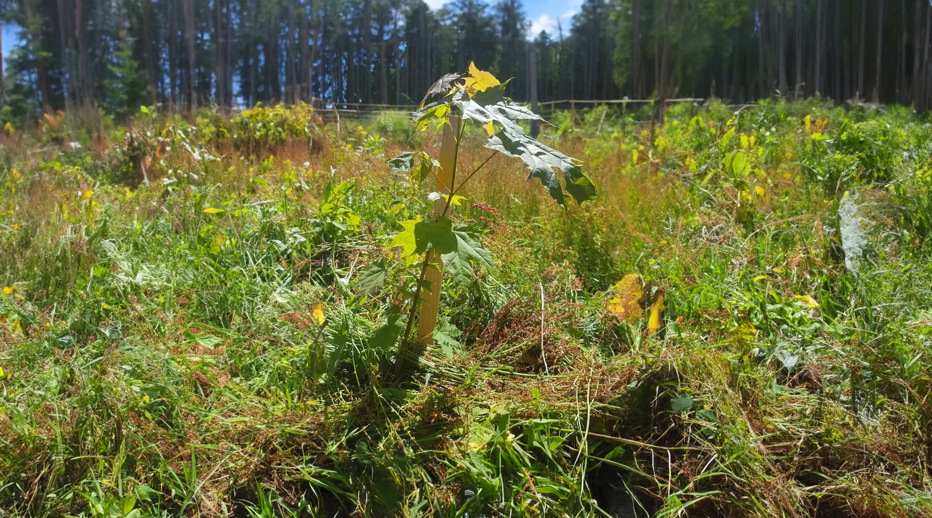 Aufforstung von Waldökosystemen Aufforstung von Waldökosystemen