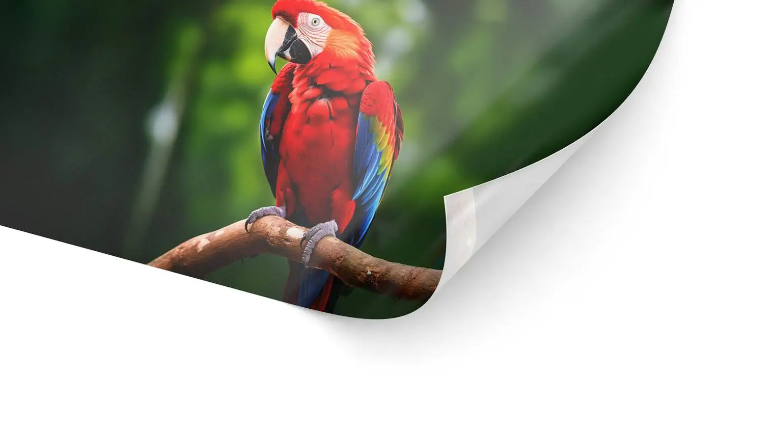 Backlit-Folie (nicht selbstklebend)