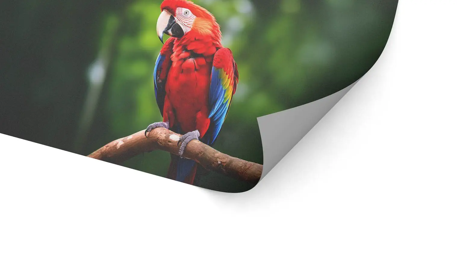 Fußbodenfolie (ablösbar)