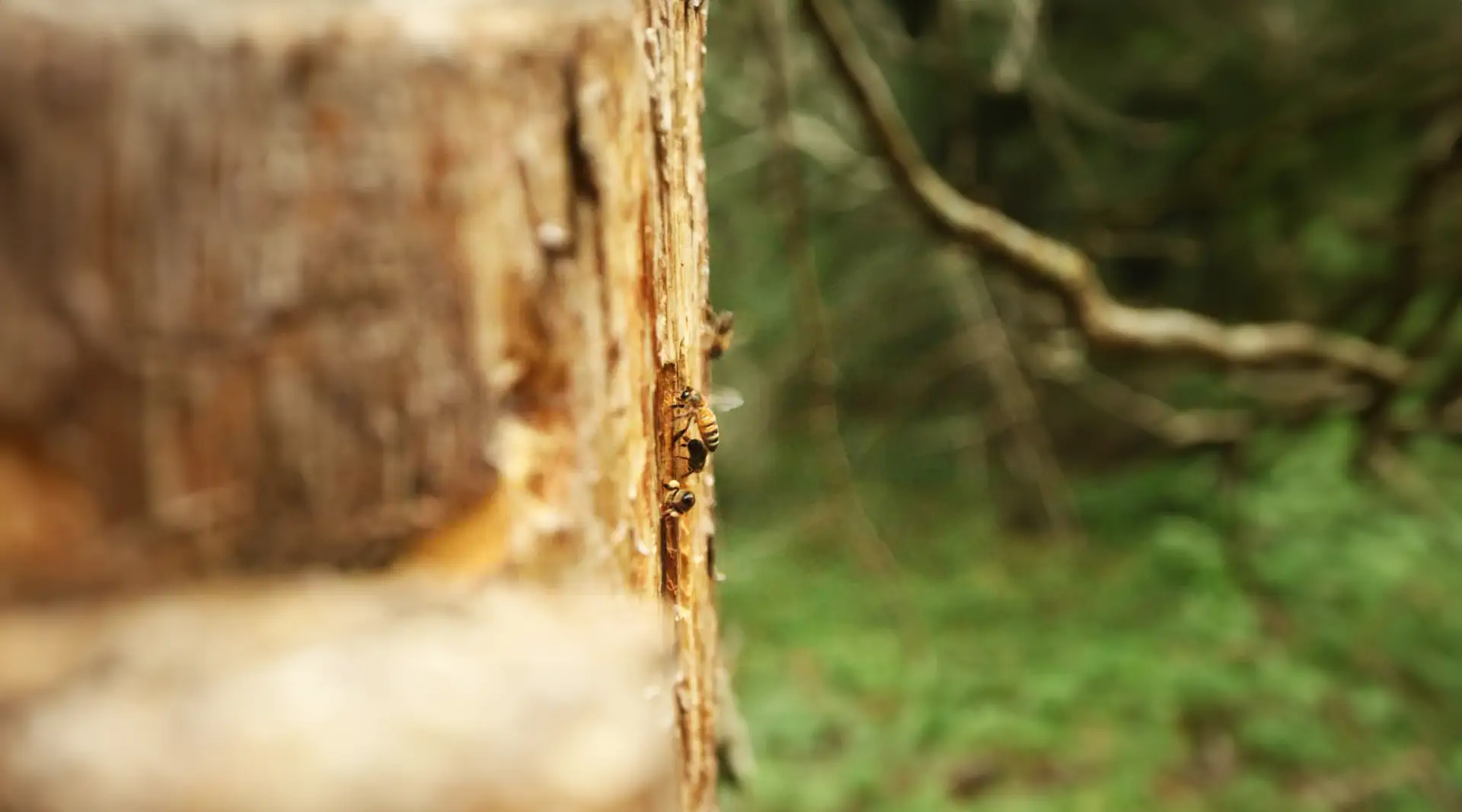 Nisthilfen für Insekten schaffen
