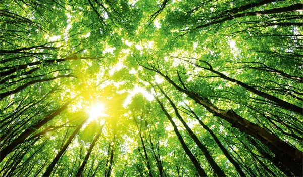 CO2-Emissionen mit Printmedien von SAXOPRINT ausgleichen